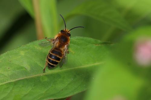 Melitta sp.