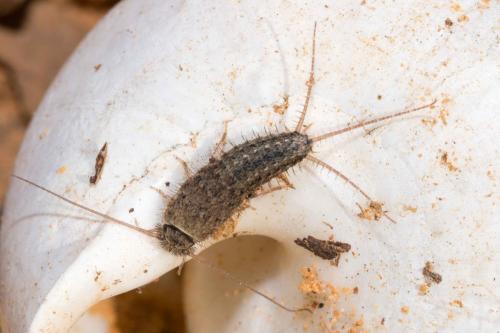 Ctenolepisma ciliata