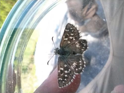 Pyrgus sp.