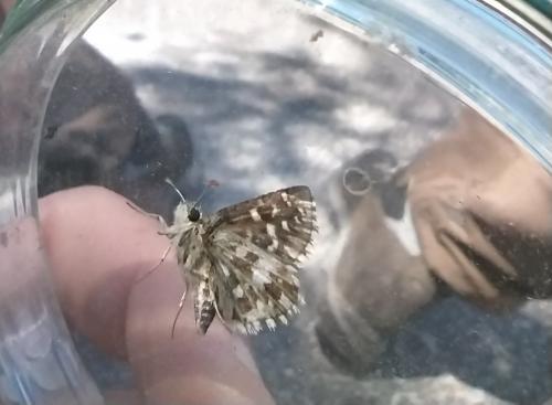 Pyrgus sp.