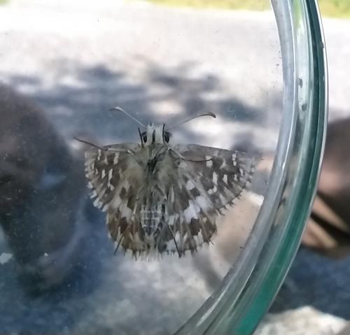 Pyrgus sp.
