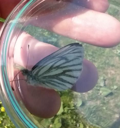 Réf. 269 663 : Pieris bryoniae