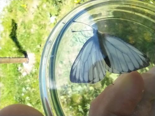 Réf. 269 664 : Pieris bryoniae