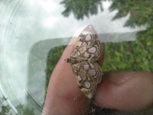 Réf. 269 544 : Anania coronata