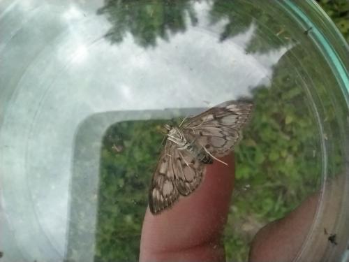 Réf. 269 545 : Anania coronata