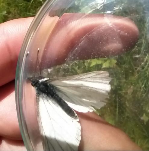 Pieris sp.