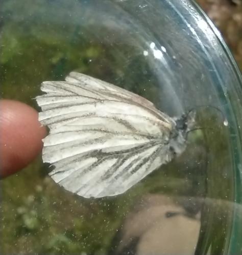 Réf. 269 669 : Pieris sp.