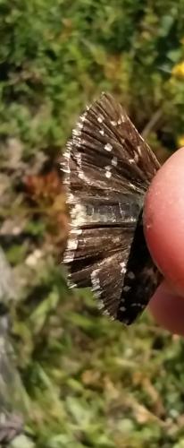 Pyrgus sp.