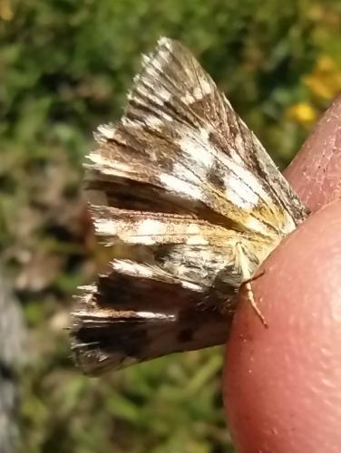 Pyrgus sp.