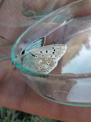 Polyommatus coridon
