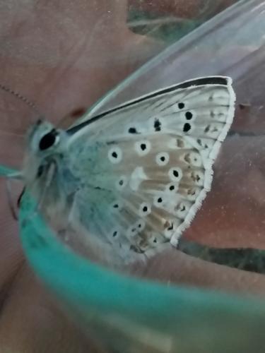 Polyommatus coridon