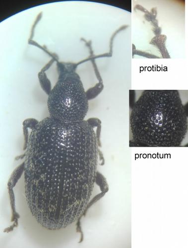 Otiorhynchus cribricollis