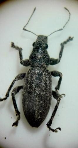 Brachyderes incanus