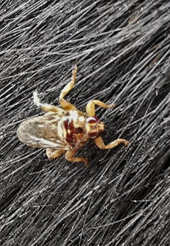 Hippobosca sp.