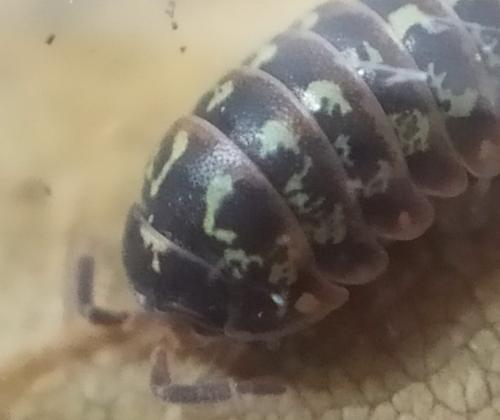 Armadillidium pulchellum