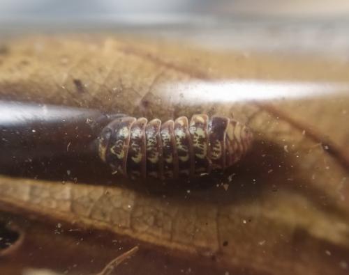 Armadillidium pulchellum