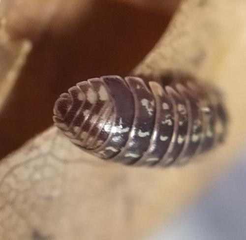 Armadillidium pulchellum
