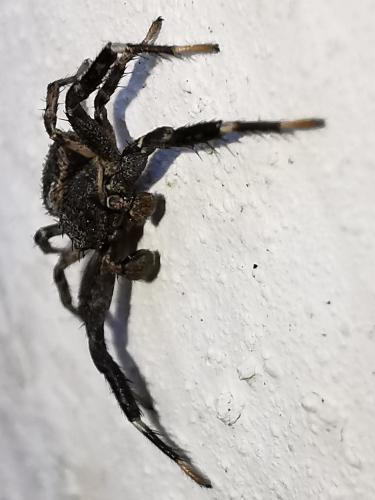 Xysticus_sl sp.