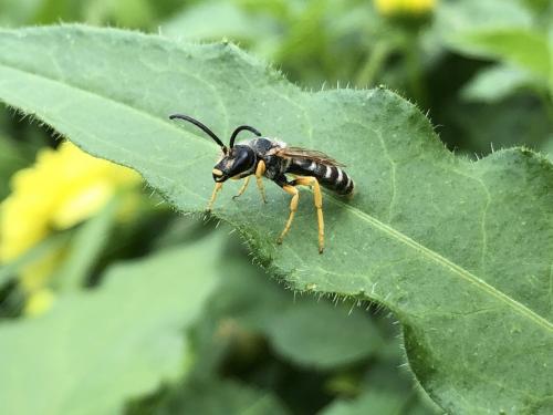 Réf. 269 849 : Halictus scabiosae