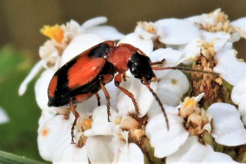 Réf. 269 843 : Lebia cruxminor