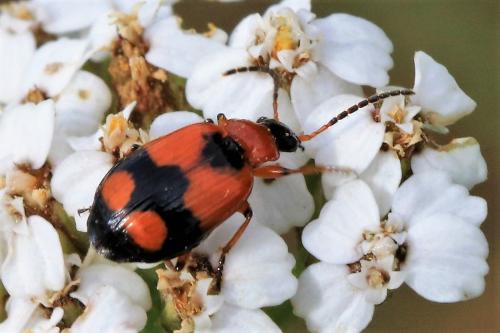 Réf. 269 846 : Lebia cruxminor