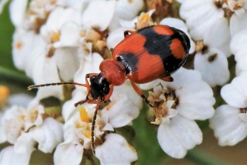 Réf. 269 844 : Lebia cruxminor