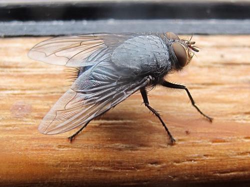Réf. 269 584 : Calliphora vicina