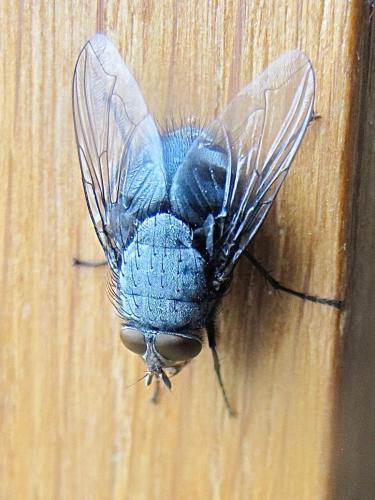 Réf. 269 585 : Calliphora vicina