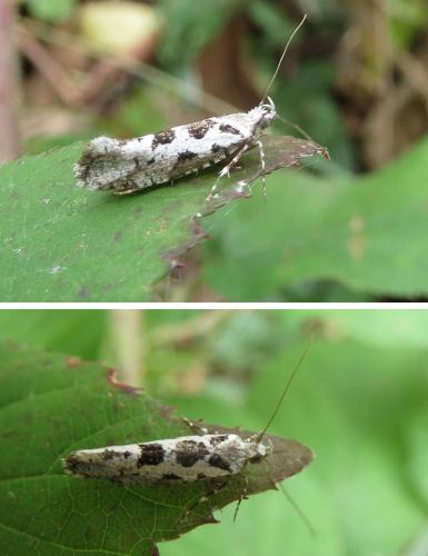 Réf. 269 039 : Ypsolopha sequella