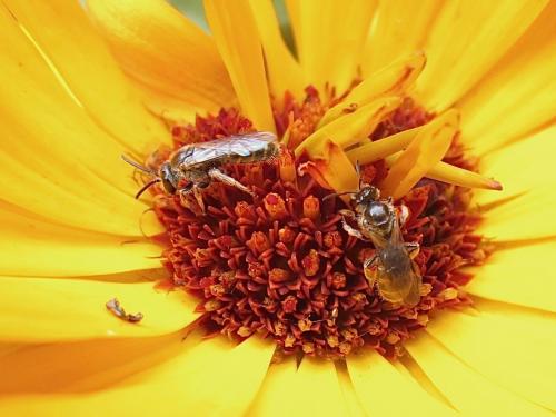 Lasioglossum sp.