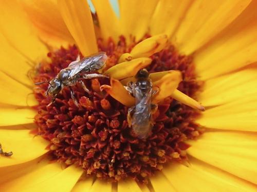 Réf. 269 701 : Lasioglossum sp.