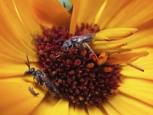 Lasioglossum sp.