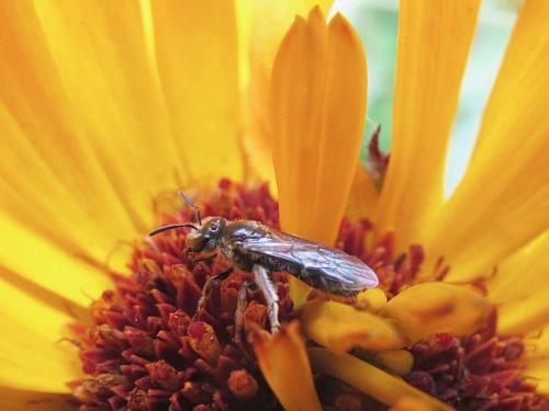 Lasioglossum sp.