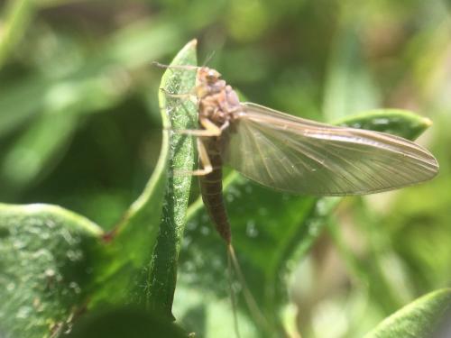 Baetis sp.