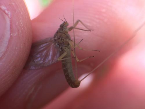 Baetis sp.