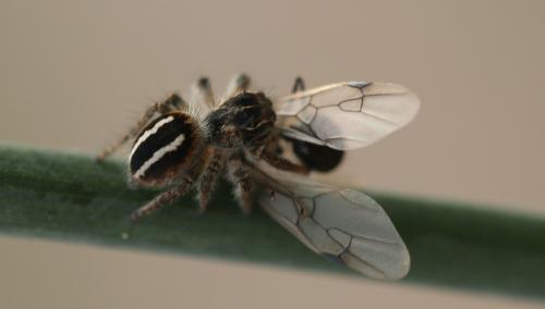 Philaeus chrysops