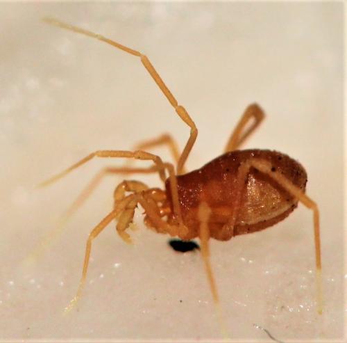 Réf. 269 725 : Scotolemon doriae