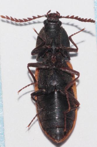 Réf. 269 342 : Anostirus parumcostatus