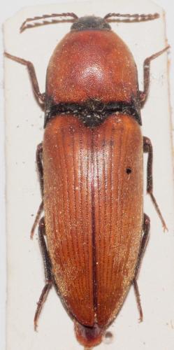 Elater ferrugineus