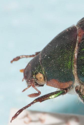 Anomala ausonia