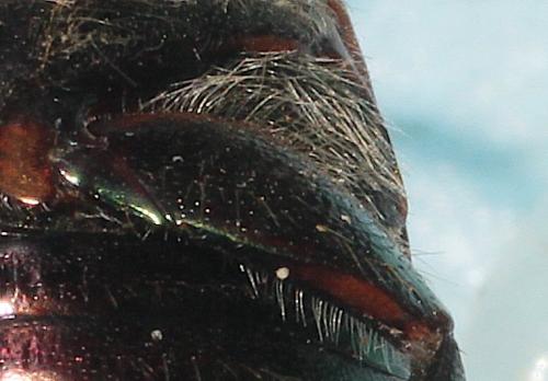 Anomala ausonia