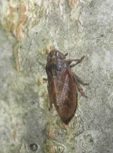 Tettigometra impressopunctata