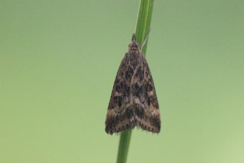 Pyrausta despicata