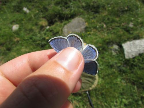 Polyommatus escheri