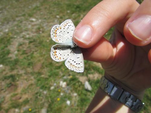 Polyommatus escheri