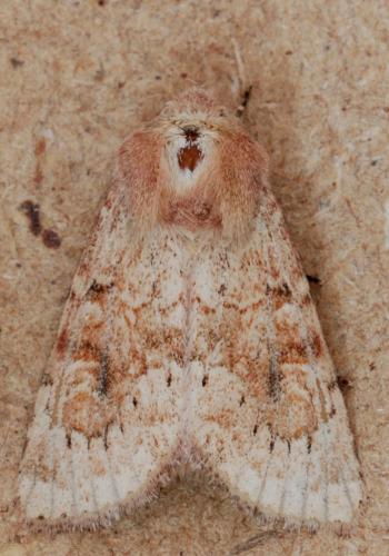 Luperina rubella