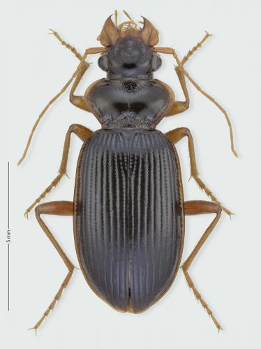Leistus rufomarginatus