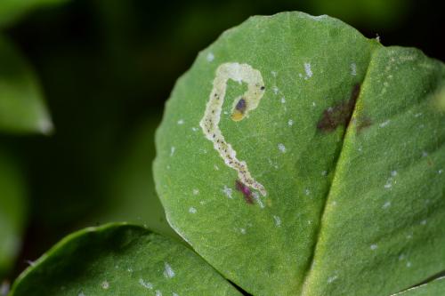Agromyza frontella