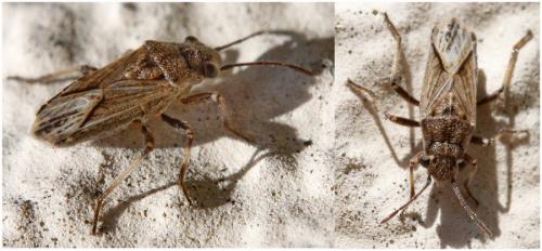 Réf. 269 775 : Ortholomus punctipennis