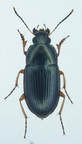 Amara concinna